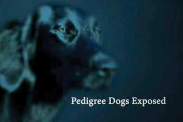Ofcom bows to BBC over Pedigree Dogs ruling News Broadcast