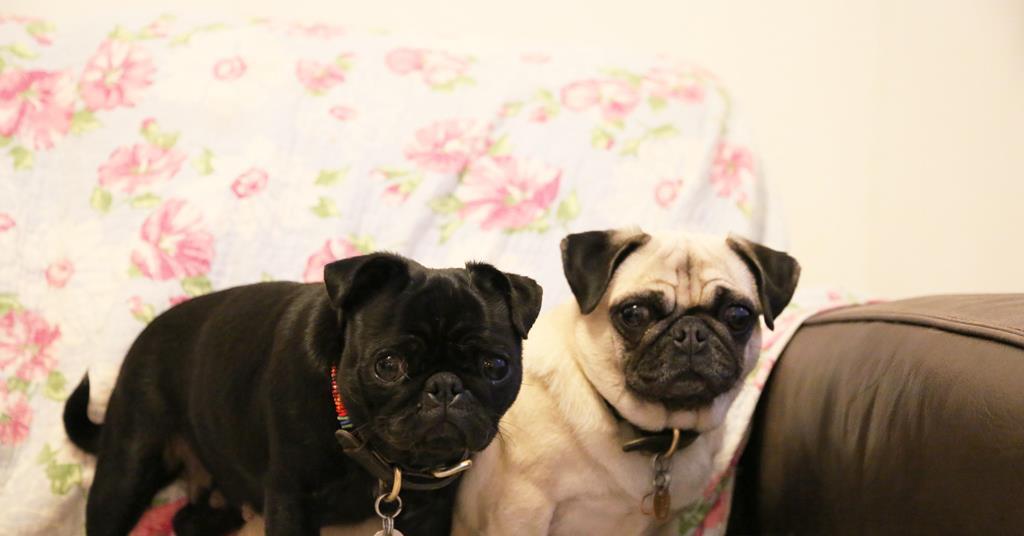 My Gay Dog and Other Animals, Channel 4 | Video | Broadcast My Gay Dog and Other Animals, Channel 4 | Video | Broadcast