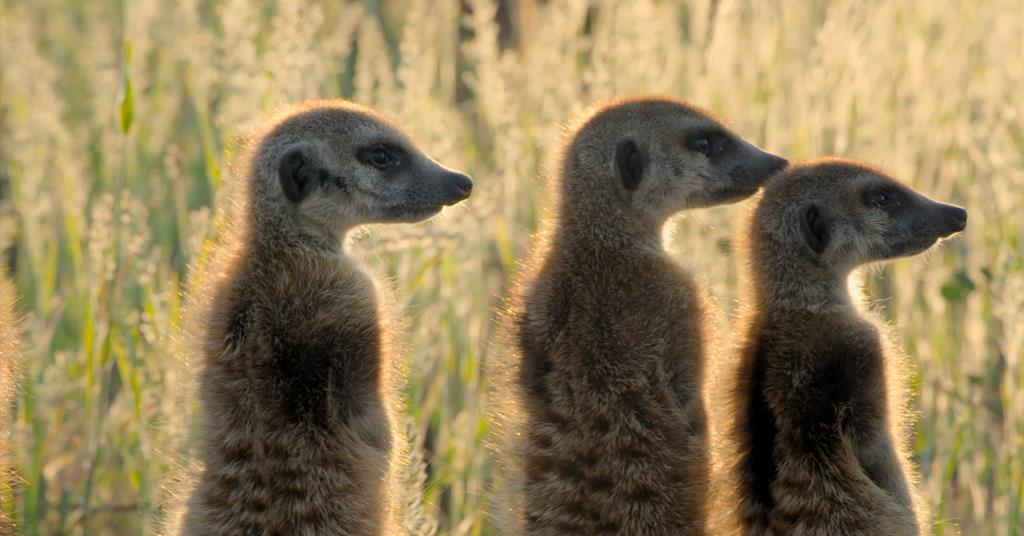 Creative Review: Bugs, meerkats and music icons | Features | Broadcast