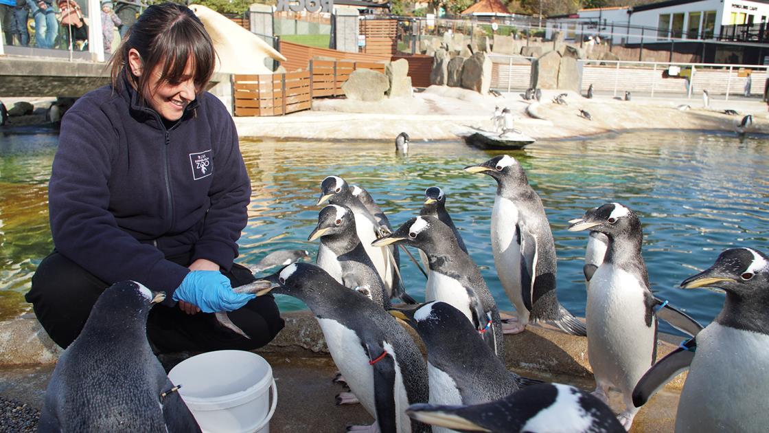 Edinburgh Zoo Opens Its Gates To Bbc Scotland 