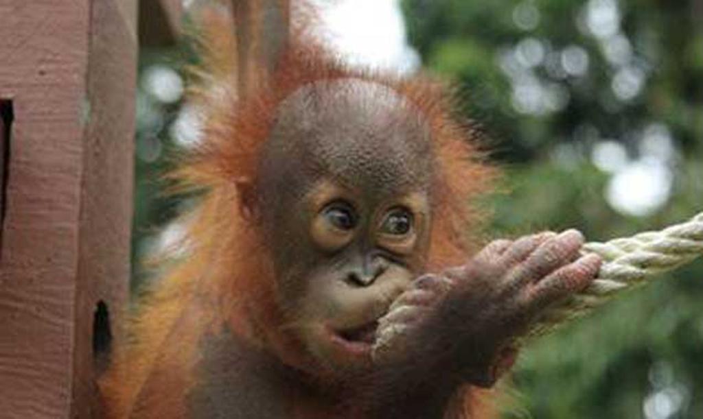 Orangutans swing onto Animal Planet | News | Broadcast