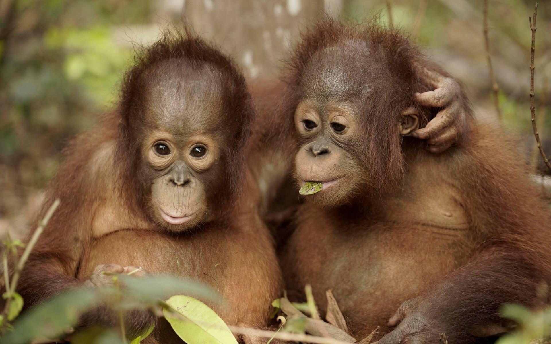  Orangutan  Jungle School  Critics Broadcast