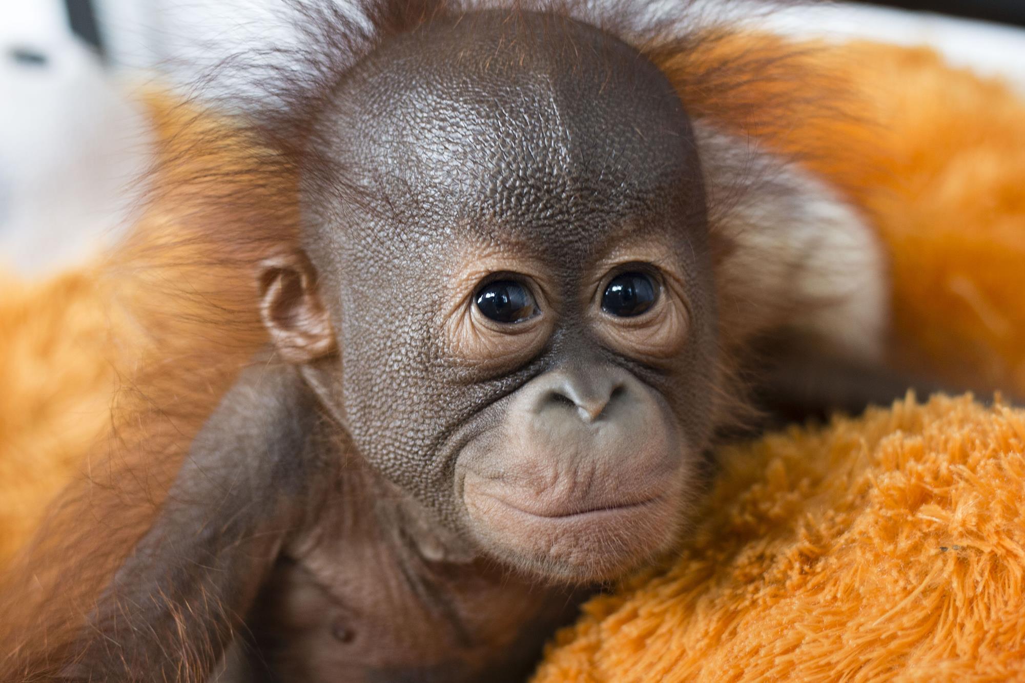  Red  Ape Saving the Orangutan  Critics Broadcast