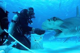 All_the_Sharks_n_S1_E6_00_41_31_19_R