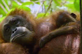 Secret_Lives_of_Orangutans_00_13_13_03