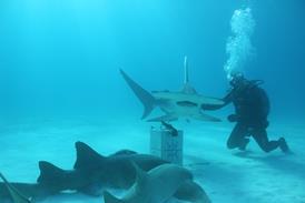 shark_celebrity_infested_waters_sr1_ep3_10