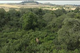 14. Elephants live in the forest close to farms