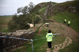 77308_S1_The Sycamore Gap Tree Mystery