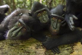 Gangs Of Macaque Island