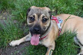 paul_ogrady_love_of_dogs_what_happened_next_09