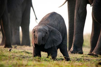 African Bush Elephant - Botswana ©Massimiliano Sticca