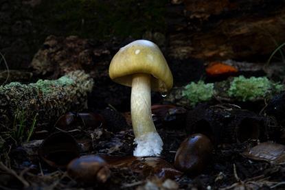 FIFTH SEASON_Death Cap The Mushroom Murders