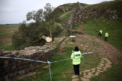77308_S1_The Sycamore Gap Tree Mystery