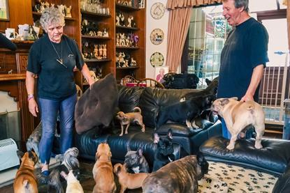 OMG Stories - 41 dogs-3
