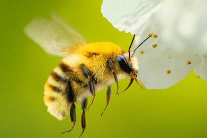 SecretsOfTheBees-portrait-Dual 65 .jpg