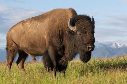 bison