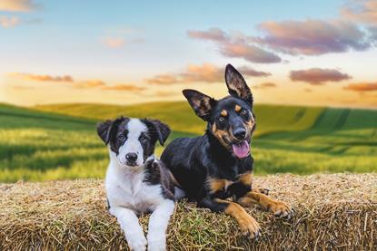 MusterDogs_S3_B_Image
