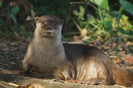 My Otter Diary Online Master PRORES_10_51_08_27