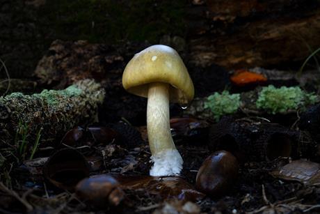 FIFTH SEASON_Death Cap The Mushroom Murders