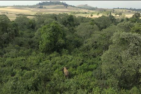 14. Elephants live in the forest close to farms