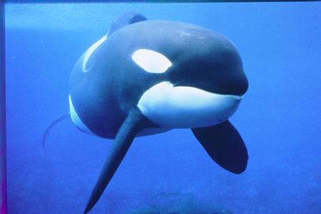 Image Credit - Free Willy Keiko Foundation