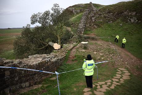 77308_S1_The Sycamore Gap Tree Mystery