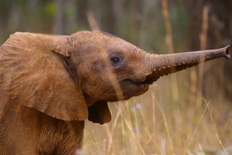 Elephant Calf_BornToBeWild_102_F10023F