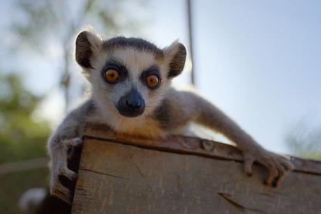 Lemur Pup_BornToBeWild_104_F20034F
