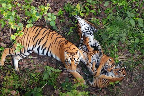 Tiger Island