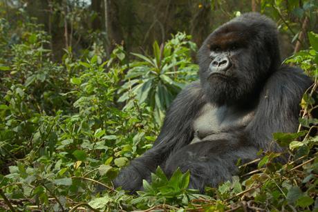 A_Gorilla_Story__Told_by_David_Attenborough_n_01_09_53_09