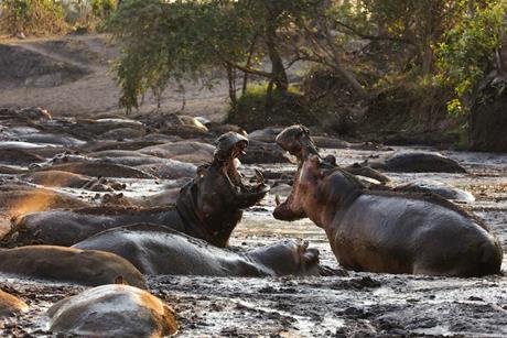 hostile planet hippos