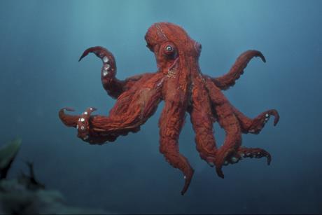 Octopus!