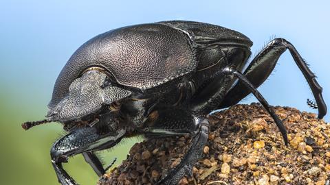 A Real Bugs Life (2)