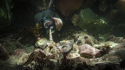 My Octopus Teacher ©Tom Foster