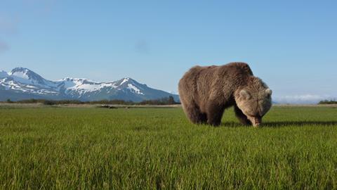 By Chris Morgan Bear grazing on sedges and grasses. Photo Chris Morgan - Version 2