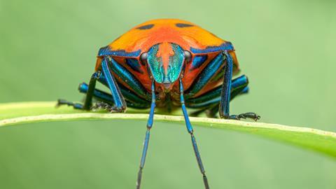 A Real Bugs Life