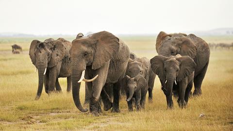 Giants of Earth Image 1