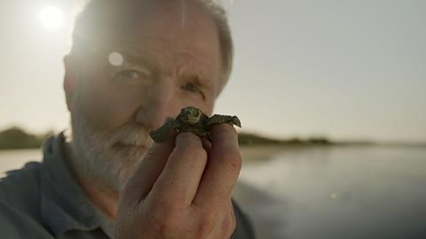 Turtles inside Nest