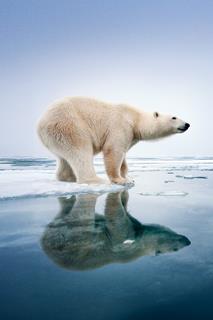 FON_KEYART_POLARBEAR_800x1200_F_300dpi CLEAN