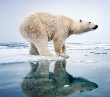 FON_KEYART_POLARBEAR_800x1200_F_300dpi CLEAN