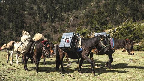 Horses transporting gear