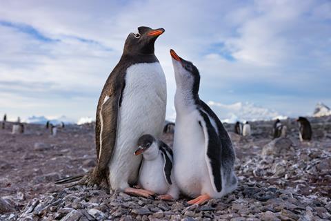 102_SecretsOfThePenguins_MM10111_240303_17491 (1)