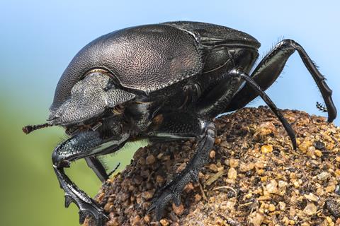 A Real Bugs Life (2)