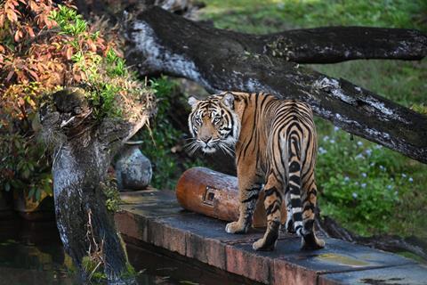 Magic of Disney’s Animal Kingdom 