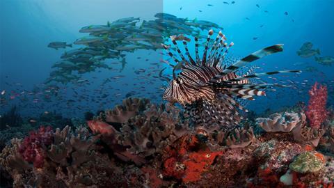 Simulated images for illustrative purposes only lionfish (petrois voiltans)