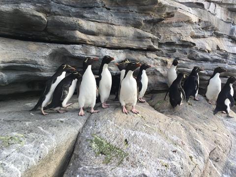 Penguins