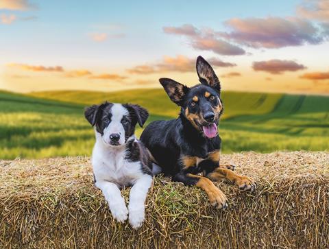 Muster Dogs
