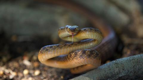 Aussie Snake Wranglers_ Deadly Pursuit