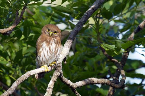 catherine_capon_ferruginous_pygmy_owl_glaucidium_buraco_das_araras_20141214_0654