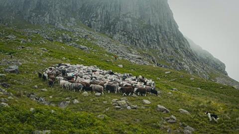 The Great Mountain Sheep Gather